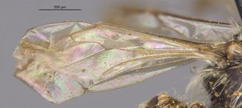 Media type: image;   Entomology 30485 Aspect: Wing hind